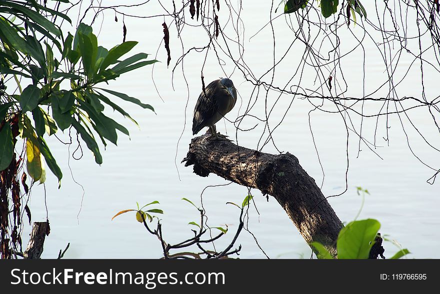 Bird, Fauna, Ecosystem, Tree