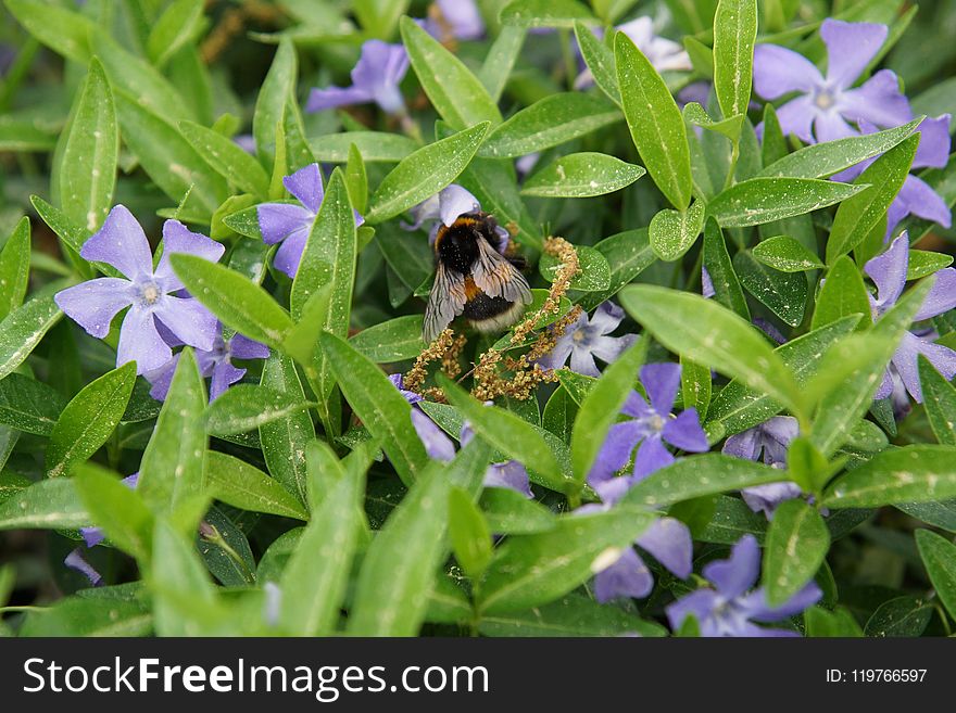 Bee, Flora, Plant, Pollinator