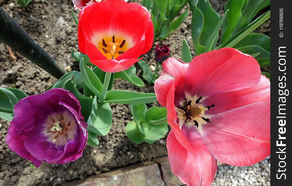 Flower, Plant, Flowering Plant, Tulip