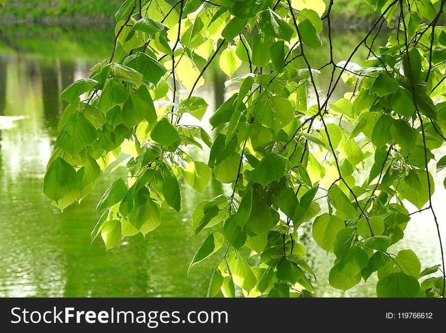 Leaf, Tree, Plant, Flora