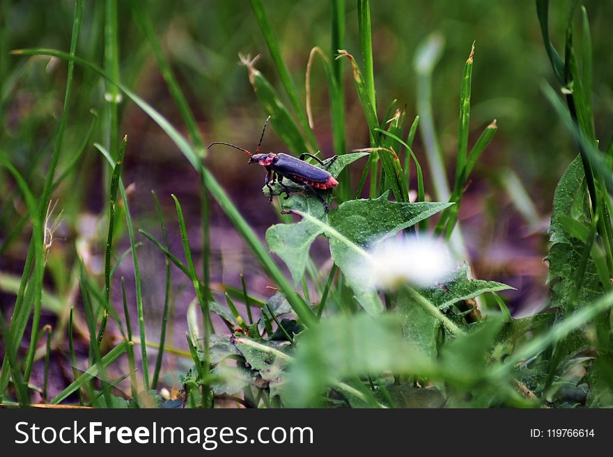 Ecosystem, Fauna, Insect, Wildlife