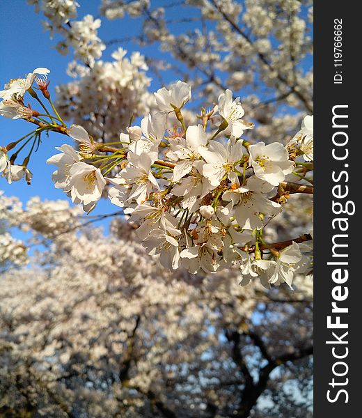 Blossom, Flower, Spring, Plant