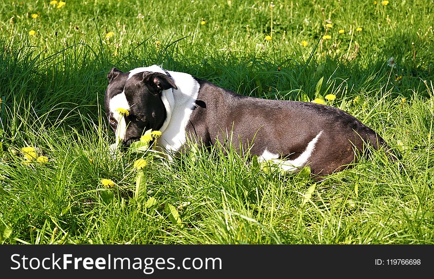 Dog Breed, Grass, Meadow, Pasture
