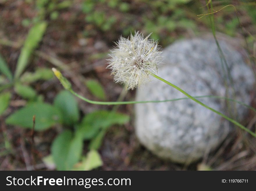 Flora, Plant, Flower, Dandelion