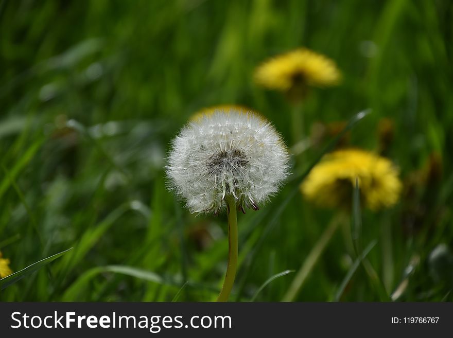 Flower, Dandelion, Flora, Grass