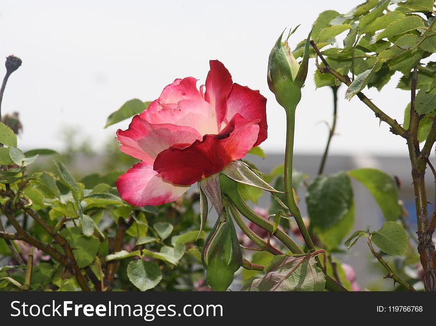 Flower, Plant, Rose Family, Flowering Plant