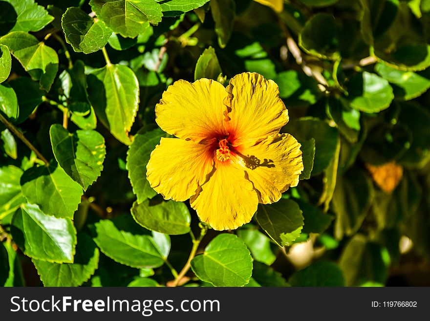 Flower, Plant, Yellow, Vegetation