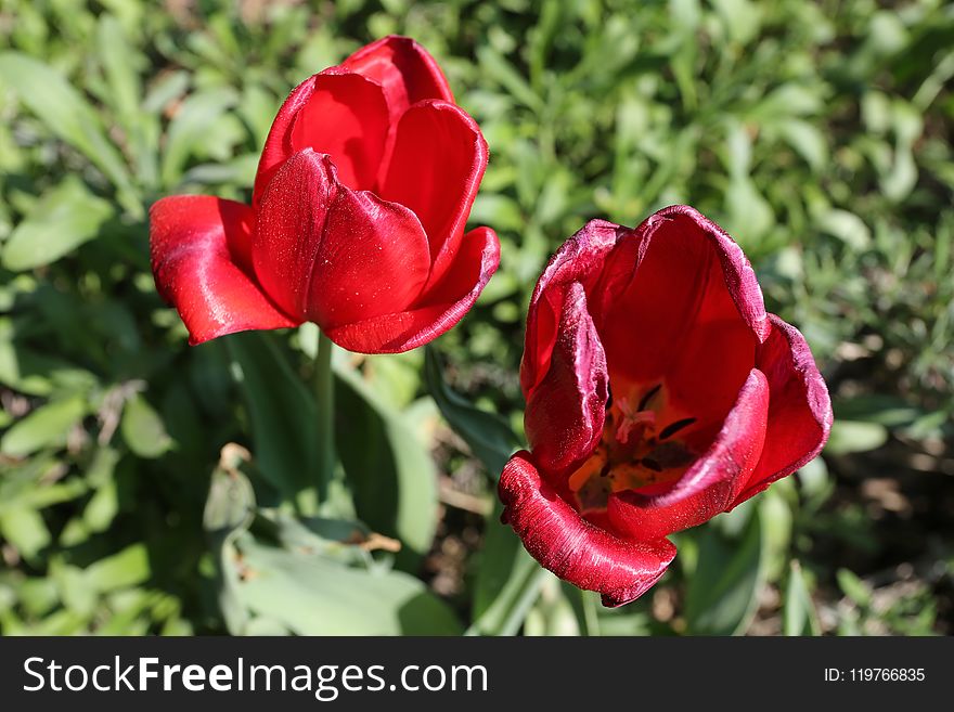 Flower, Plant, Flowering Plant, Tulip