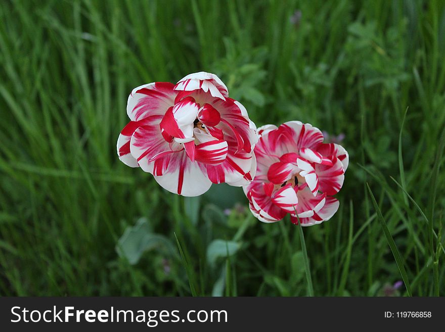 Flower, Plant, Wildflower, Flowering Plant