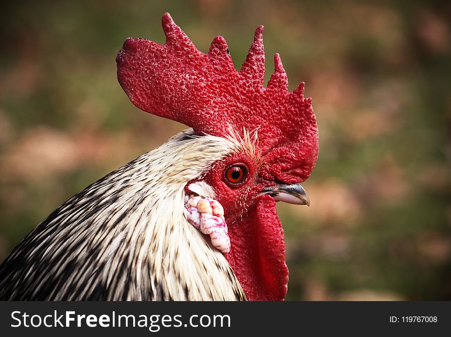 Chicken, Beak, Galliformes, Rooster