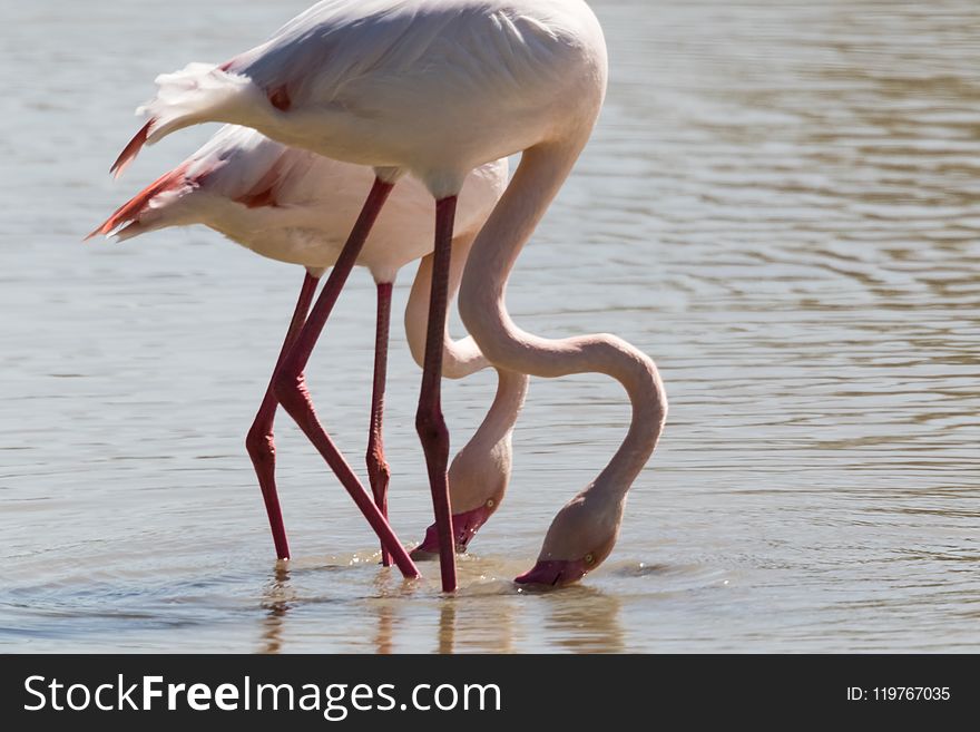 Bird, Flamingo, Water Bird, Beak