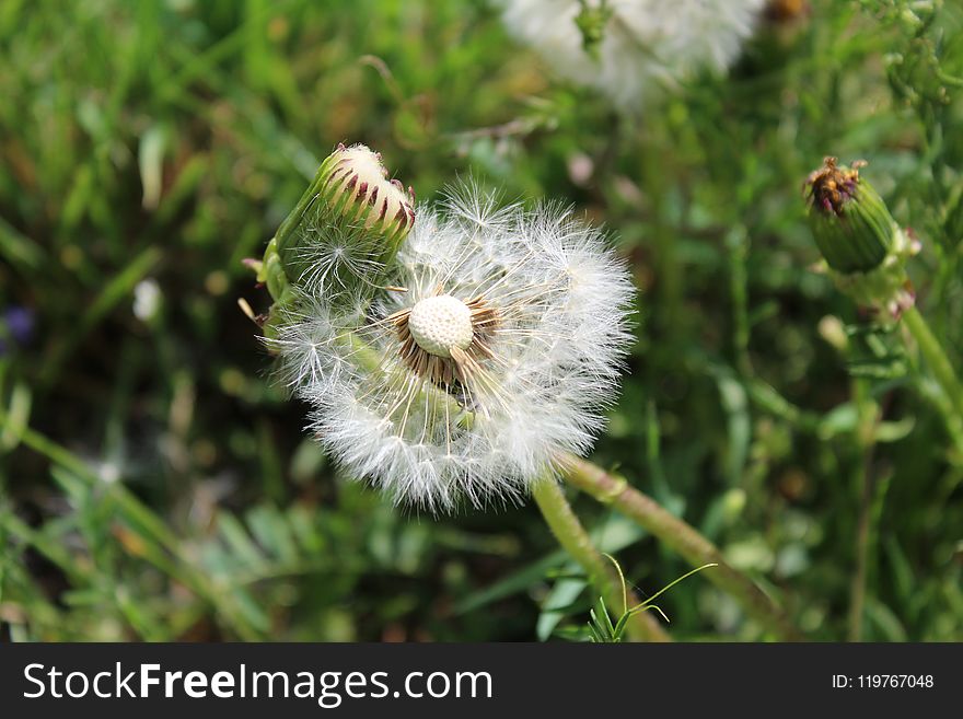 Plant, Flora, Flower, Dandelion