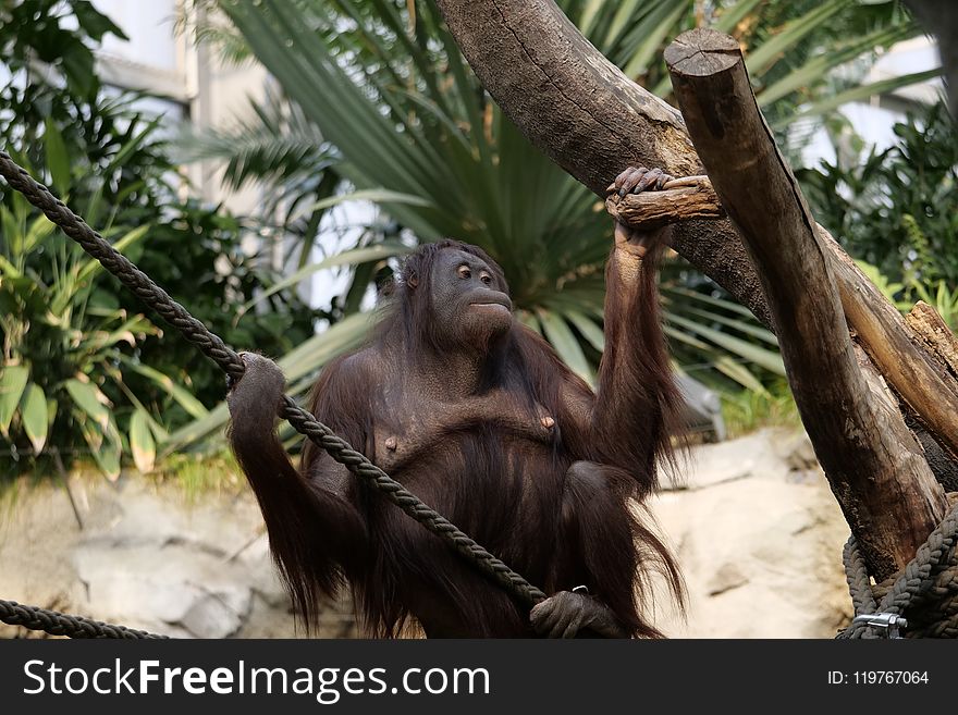 Mammal, Fauna, Great Ape, Primate