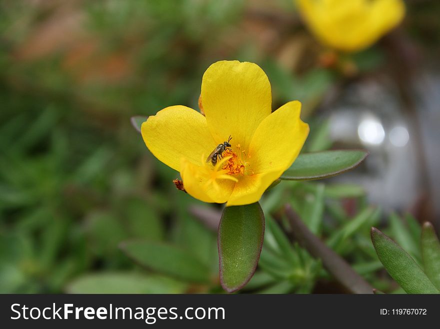 Flower, Yellow, Flora, Wildflower