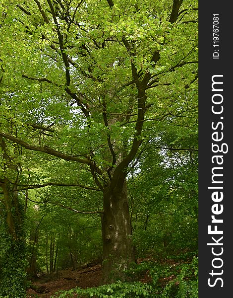 Tree, Woodland, Vegetation, Ecosystem