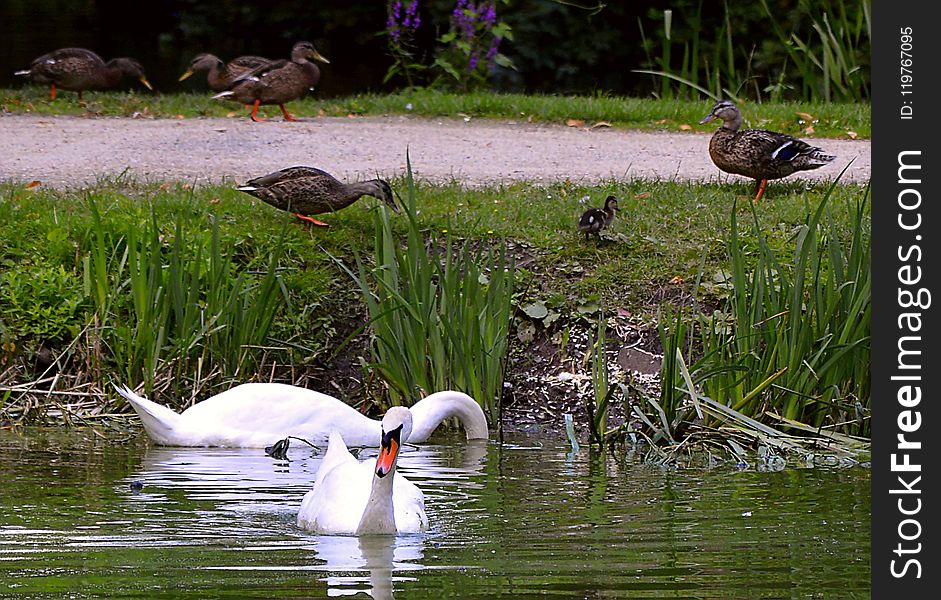 Bird, Water, Fauna, Pond