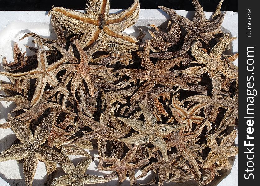 Starfish, Echinoderm, Dianhong