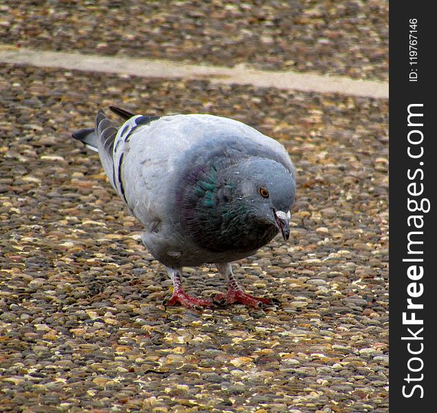 Bird, Fauna, Pigeons And Doves, Beak