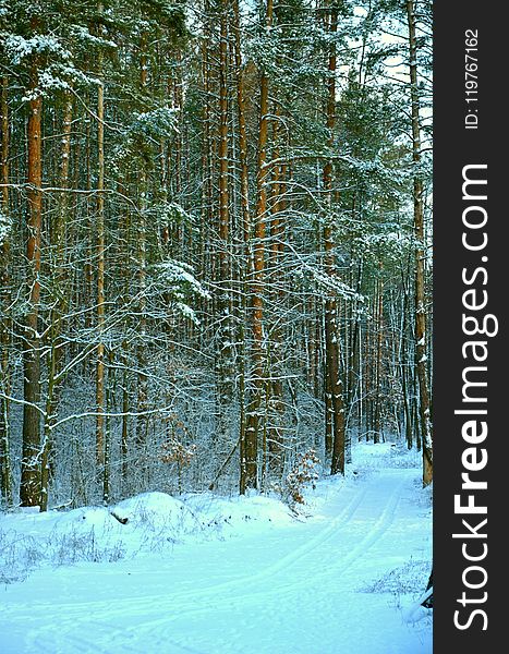 Snow, Winter, Nature, Ecosystem