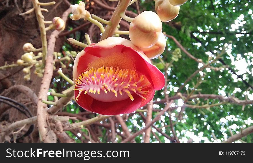 Couroupita, Cannonball Tree, Plant, Flower