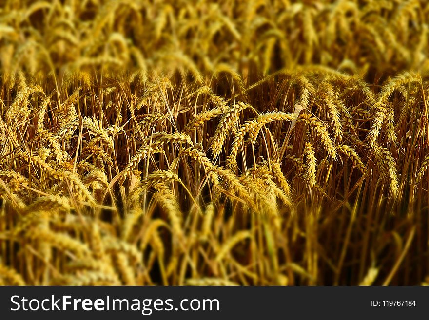 Wheat, Food Grain, Grain, Crop