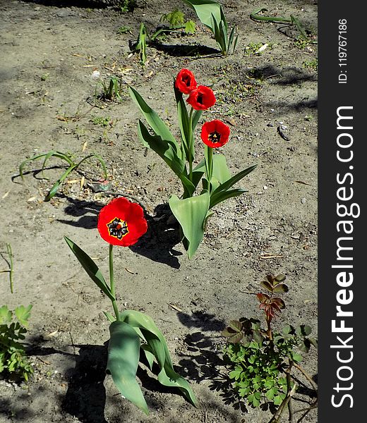 Flower, Plant, Flowering Plant, Flora