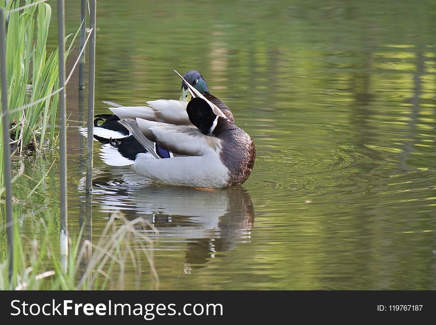 Bird, Duck, Water, Fauna