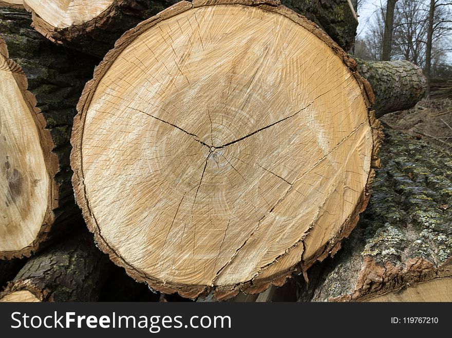 Wood, Tree, Trunk, Lumber