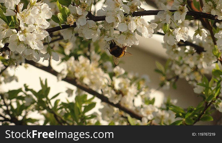 Blossom, Branch, Spring, Membrane Winged Insect