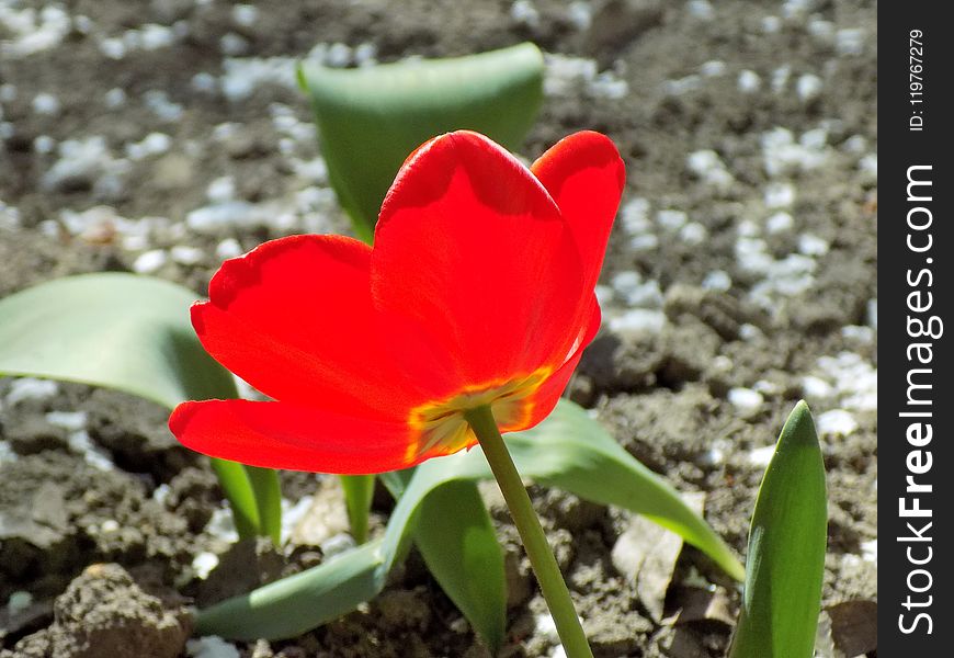 Flower, Plant, Flowering Plant, Tulip