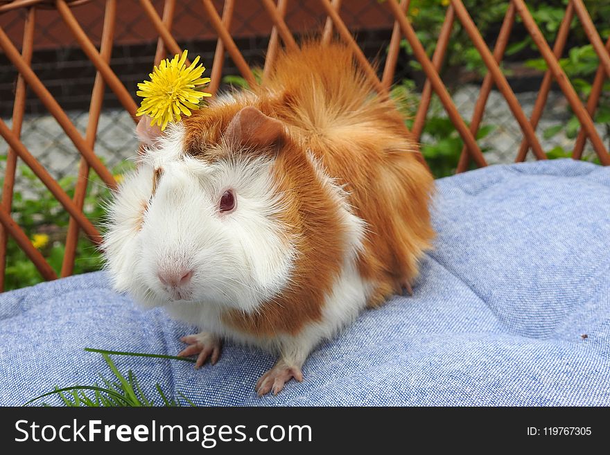 Guinea Pig, Fauna, Whiskers, Rodent