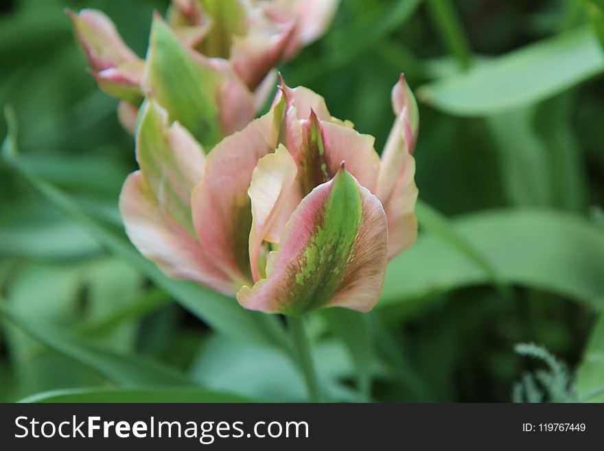 Flower, Plant, Flora, Flowering Plant