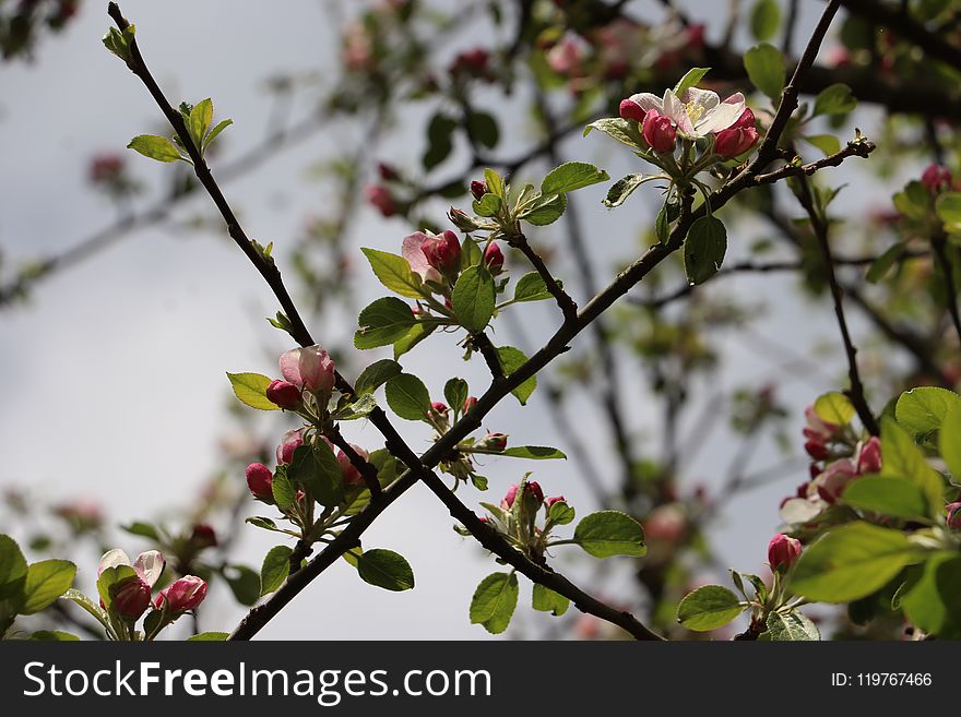 Blossom, Plant, Branch, Flora