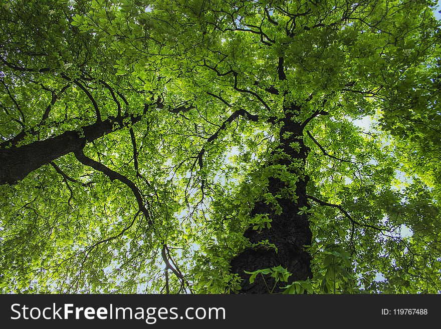 Tree, Green, Vegetation, Nature