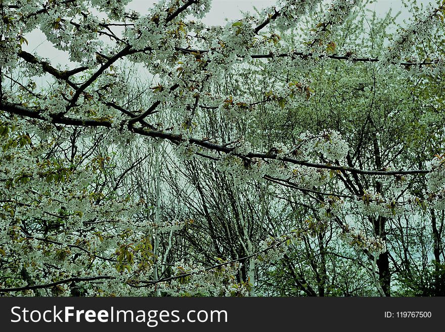 Branch, Vegetation, Tree, Ecosystem