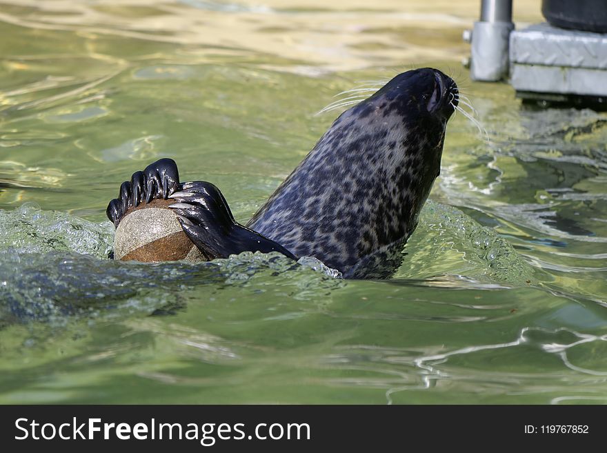 Harbor Seal, Fauna, Seals, Water