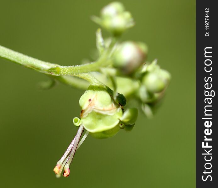 Scrophularia Polyantha, Many-Flowered Figwort