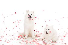 Two Samoyed Dogs Under Falling Heart Shaped Confetti On White, Valentines Day Concept Stock Photography Two Samoyed Dogs Under Falling Heart Shaped Confetti On White, Valentines Day Concept Stock Photography