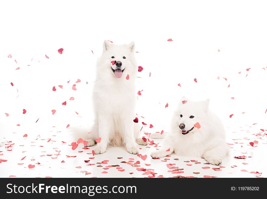 Two Samoyed Dogs Under Falling Heart Shaped Confetti On White, Valentines Day Concept