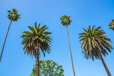 Palm Trees With Blue Sky In Beverly Hills Stock Photo