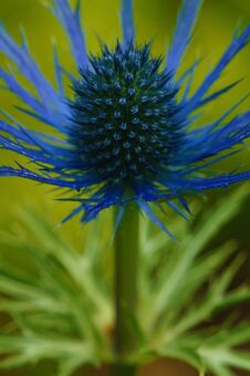 Spiky Brilliant Blue Thistle Royalty Free Stock Photography