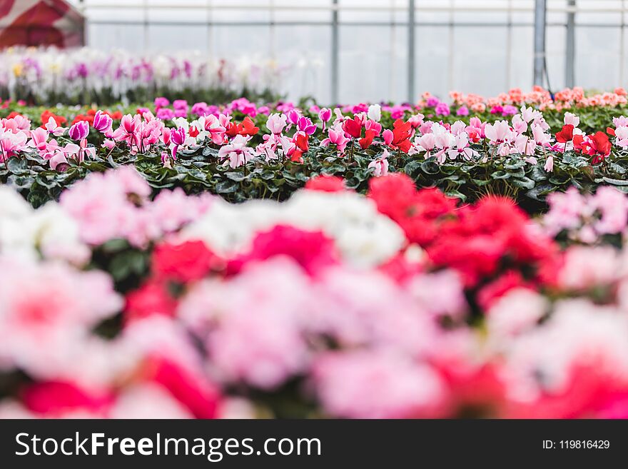 Pink and white Cyclamen flowers nursery in greenhouse