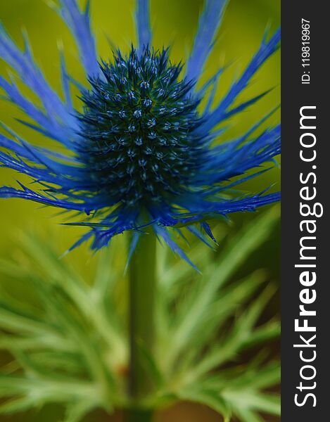 Brilliant blue and green thistle flower. Brilliant blue and green thistle flower