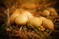 Cluster Of Puffball Mushrooms Stock Photo