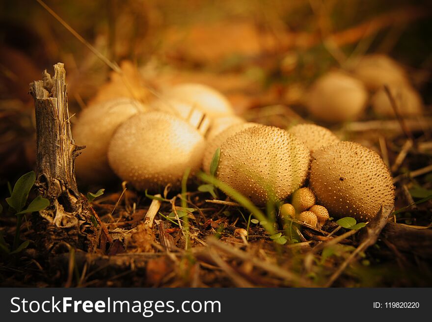 A cluster of spiky spotty little puffball mushrooms, with an even smaller cluster sneaking out. A cluster of spiky spotty little puffball mushrooms, with an even smaller cluster sneaking out.