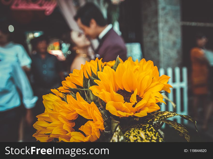 Depth Of Field Photography Of Sunflower Bouquet