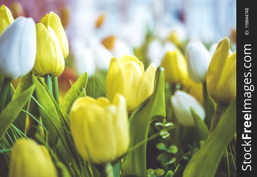 Close-Up Photography Of Flowers