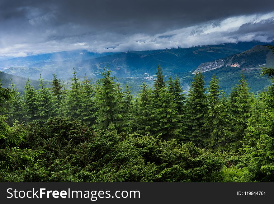 Green Forest