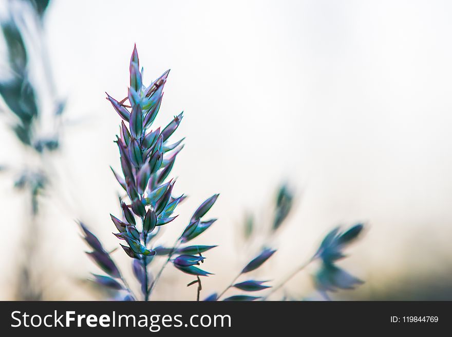 Selective Focus Photography Of Plant