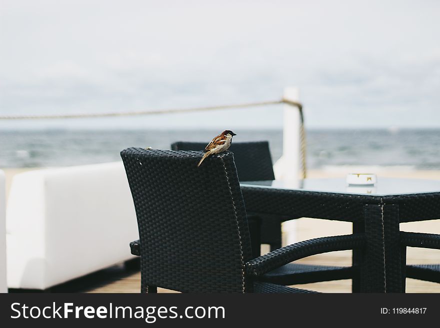 Brown Bird perched on Black Woven